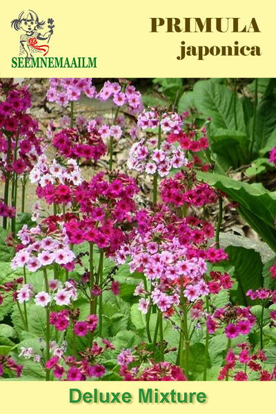 Примула японская "Делюкс" (смесь) Primula japonica